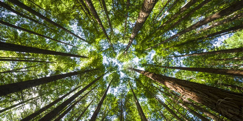 Ecosystem - Tree Canopy